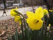 FILE - In this Feb. 28, 2017 file photo, daffodils bloom in New York&#039;s Central Park. Federal meteorologists say a freakishly warm February broke more than 11,700 local daily records for warmth in the U.S., but it didn???t quite beat 1954 for the nation???s warmest February on record.