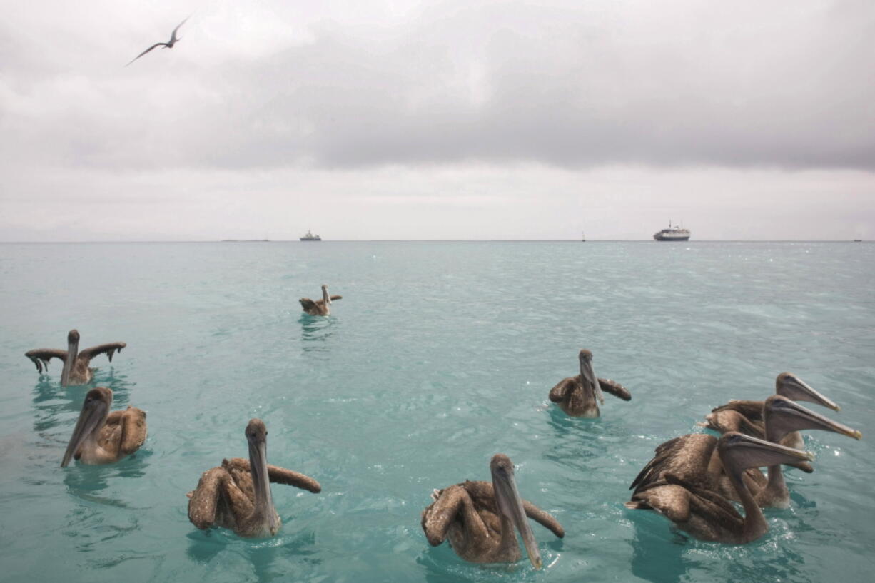 Pelicans float in the bay of Puerto Ayora, Galapagos.