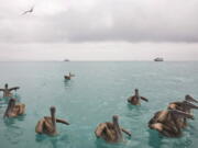 Pelicans float in the bay of Puerto Ayora, Galapagos.