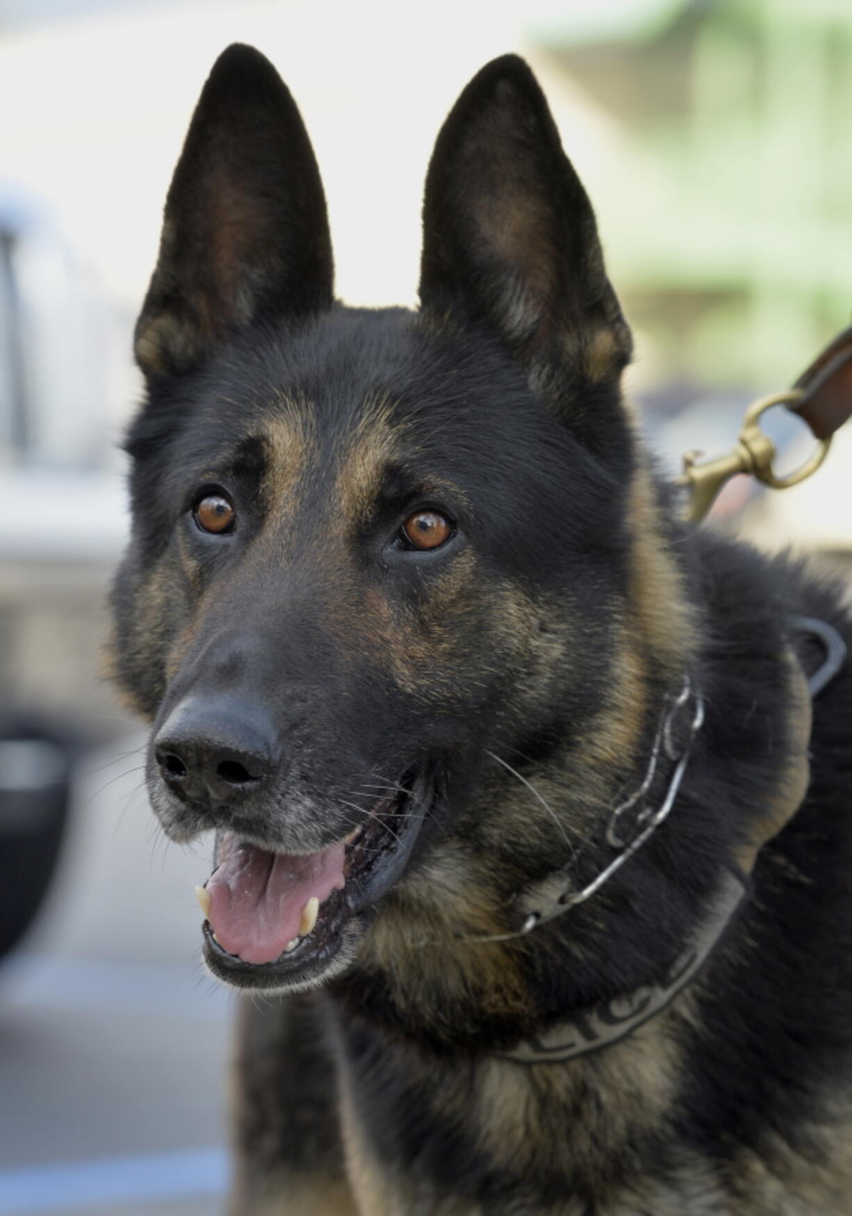 Ernie, a K-9 officer with the Covington Police Department, sits with his handler outside the Kentucky State Capitol, Wednesday in Frankfort, Ky. Ernie was shot and wounded in the line of duty but under current state law the accused can only be charged with a misdemeanor due to the dog being able to return to duty. (AP Photo/Timothy D.