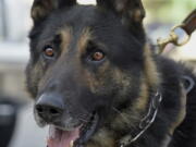 Ernie, a K-9 officer with the Covington Police Department, sits with his handler outside the Kentucky State Capitol, Wednesday in Frankfort, Ky. Ernie was shot and wounded in the line of duty but under current state law the accused can only be charged with a misdemeanor due to the dog being able to return to duty. (AP Photo/Timothy D.