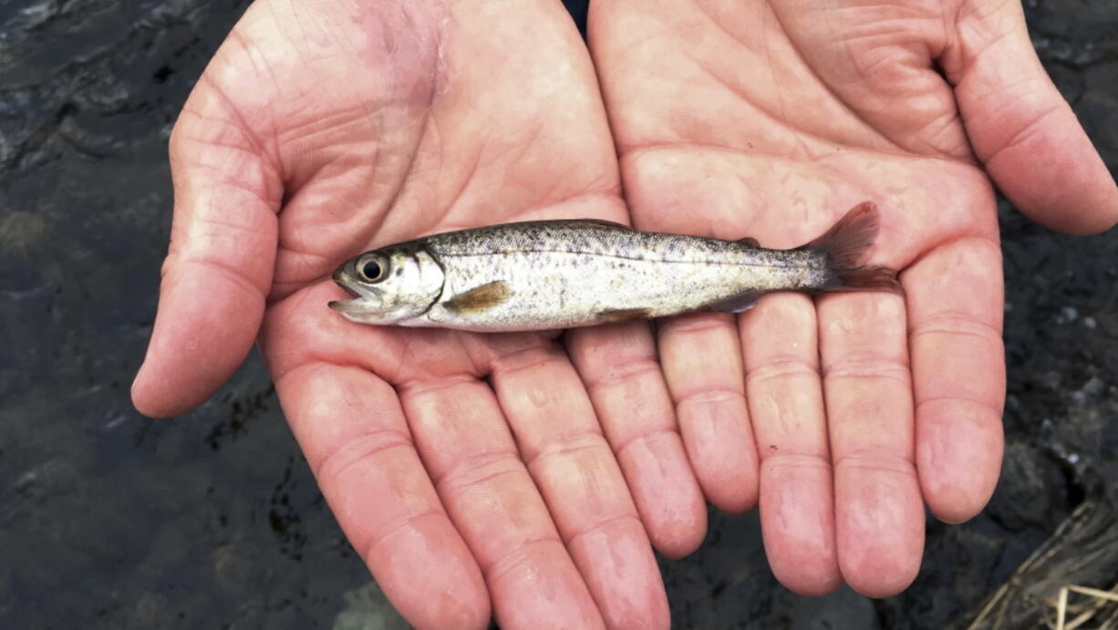 A juvenile coho salmon is held by a fish biologist from the Oregon Department of Fish and Wildlife Thursday, after 500,000 smolts were released into the Lostine River in Oregon.