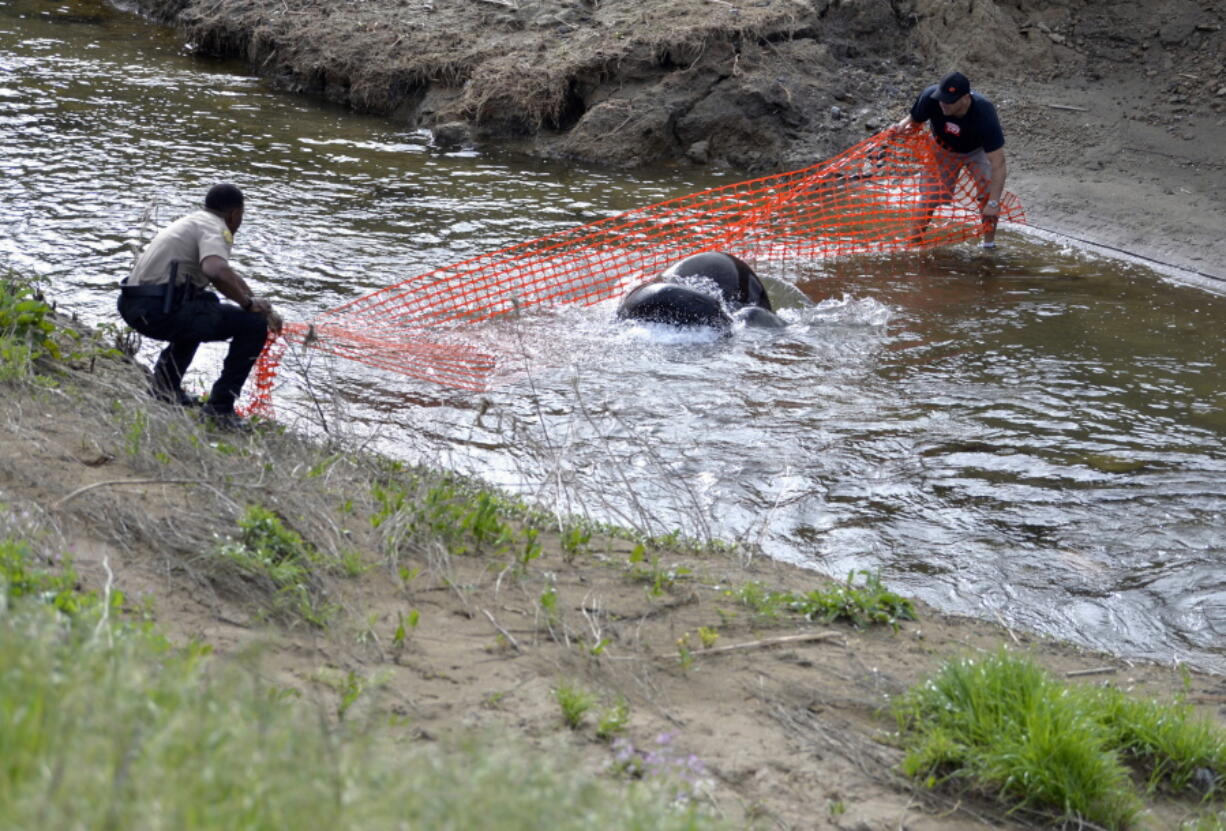 Solano County animal services officer James Lewis, left, and Adrian Slazar make an attempt to halt the progress of a sea lion as they wait for the arrival of a rescue and recovery crew from The Marine Mammal Center on Wednesday in Vacaville, Calif.