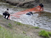 Solano County animal services officer James Lewis, left, and Adrian Slazar make an attempt to halt the progress of a sea lion as they wait for the arrival of a rescue and recovery crew from The Marine Mammal Center on Wednesday in Vacaville, Calif.