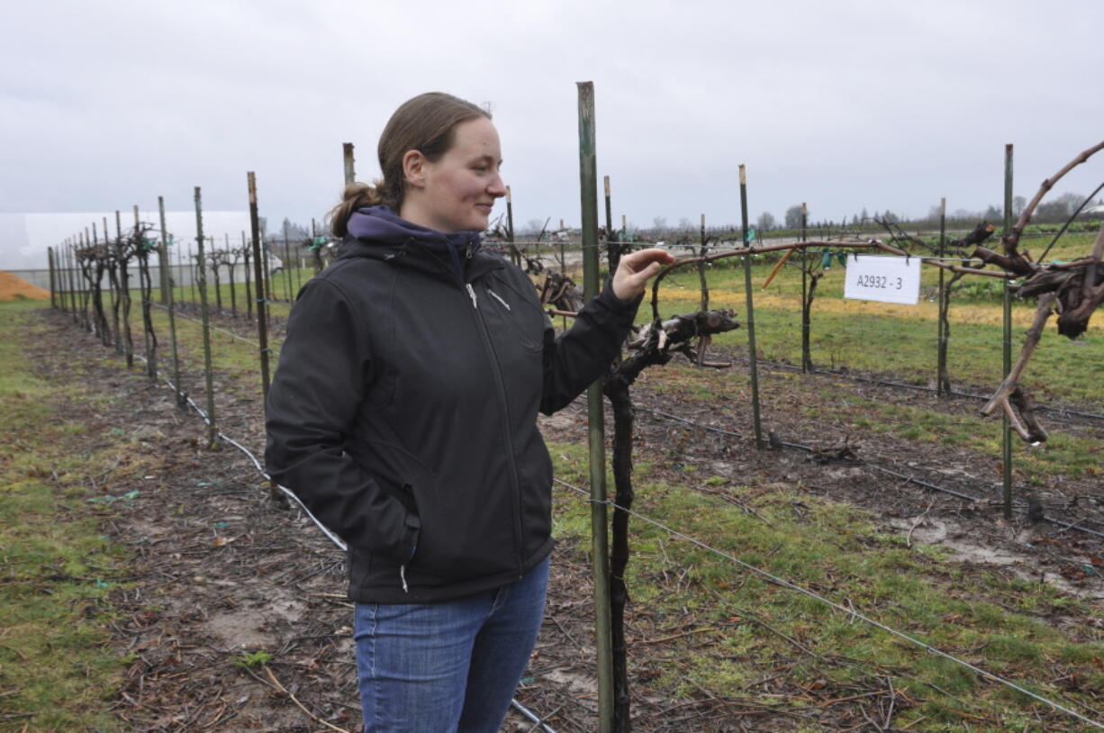 Oregon State University researcher Amanda Vance evaluates table grape varieties that small farmers might want to grow at OSU&#039;s North Willamette Research and Extension Center, Aurora, Ore., March 9.