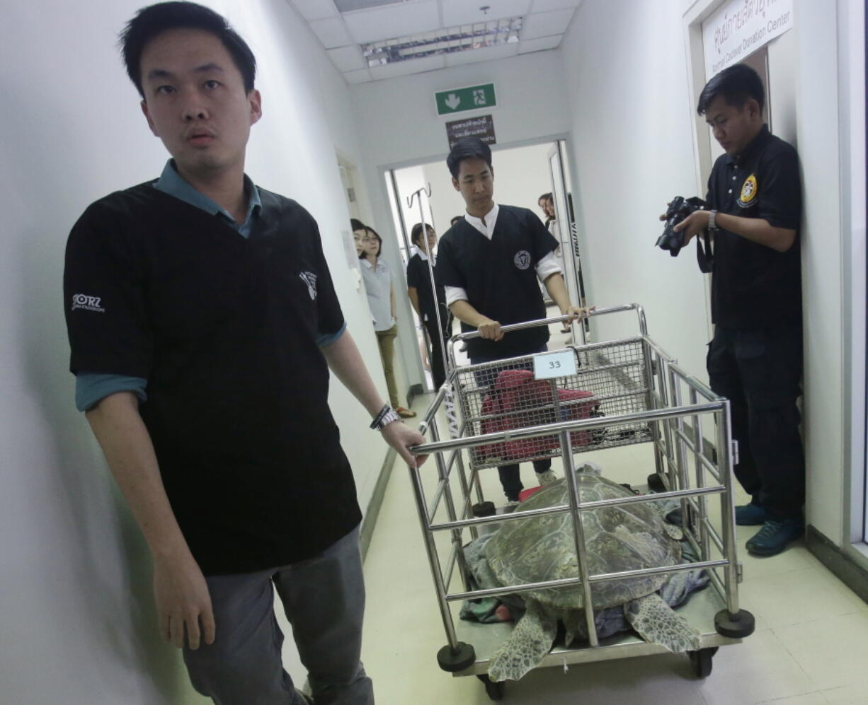 The female green green turtle nicknamed &quot;Bank&quot; is carried in a cart after her surgery at Chulalongkorn University&#039;s veterinary faculty in Bangkok, Thailand, on Monday. Veterinarians operated Monday on &quot;Bank,&quot; removing less than 1,000 coins from the endangered animal. Her indigestible diet was a result of many tourists seeking good fortune tossing coins into her pool over many years in the eastern town of Sri Racha.