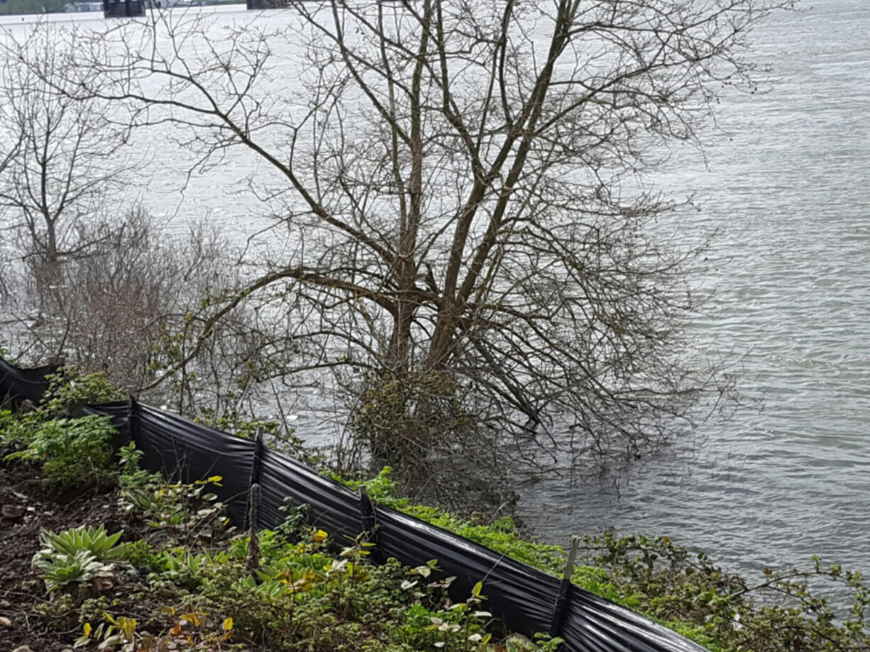 A partly submerged tree shows the level of the Columbia River at the construction site of Vancouver&#039;s new waterfront park. Construction there has been on hold for three weeks while crews wait for water levels to recede.