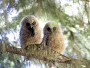 Two juvenile spotted owls perch in a tree after being fed a live mouse in a forest near Mount Rainier.