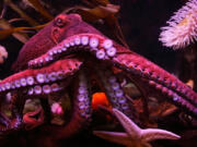 Octopuses and squids are some smart sea creatures.