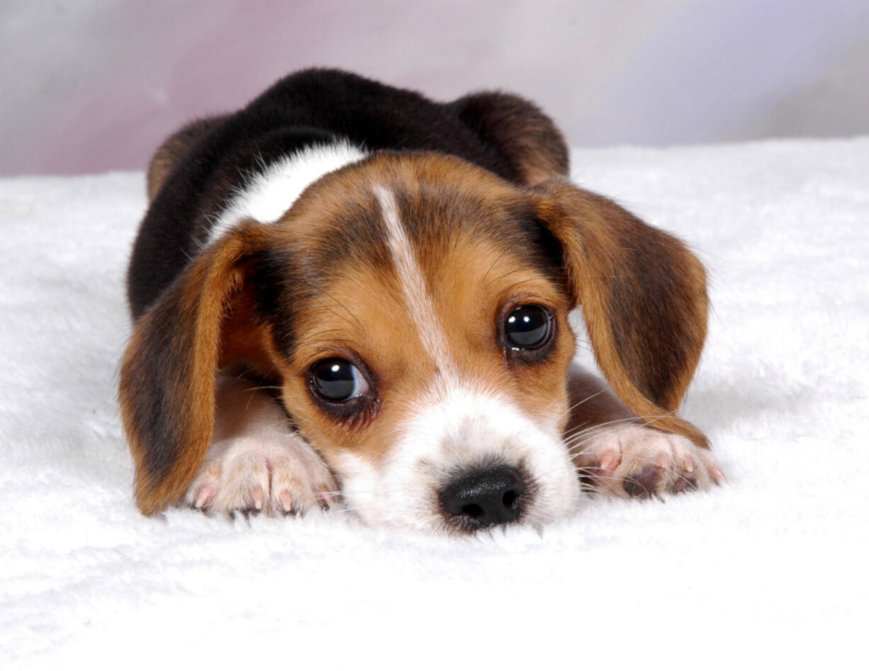 From beagles to bulldogs, here are nine best dog breeds for children.