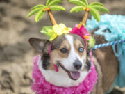 Addie came all the way from Kansas City with her tiki outfit for Corgi Beach Day on April 8, 2017 in Huntington Beach, Calif.