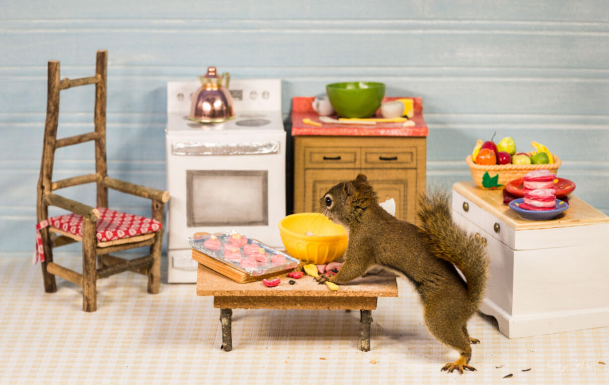 A room Nancy Rose set up for her furry models. She lures the squirrels with peanuts. &quot;Those who know what I do think I&#039;m kind of crazy,&quot; she said.