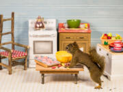 A room Nancy Rose set up for her furry models. She lures the squirrels with peanuts. &quot;Those who know what I do think I&#039;m kind of crazy,&quot; she said.