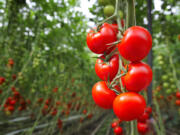 Prepare a tomato strategy before planting to prevent premature fruits.