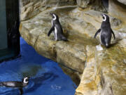 Darwin, center, has been dividing time between Izzy, in water, who he nested with last year, and Georgia, at right, at the Shedd Aquarium in Chicago.