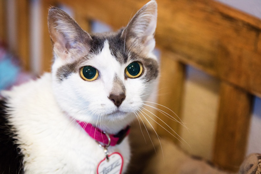 This beauty is Pookie. You&#039;ll find her sitting on the heat vent! She&#039;s a bit shy and is blind so needs a quiet, predictable home. This pet is available at West Columbia Gorge Humane Society, 2675 S. Index St., Washougal. Fees include spay/neuter, microchip, vaccinations and flea treatment.