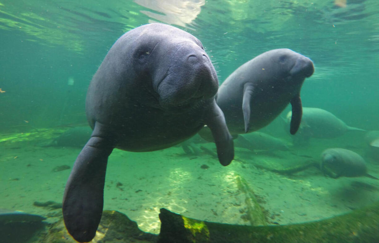 Manatees find refuge in the warm waters of Blue Spring located at Blue Spring State Park, Orange City, Fla.