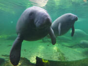 Manatees find refuge in the warm waters of Blue Spring located at Blue Spring State Park, Orange City, Fla.