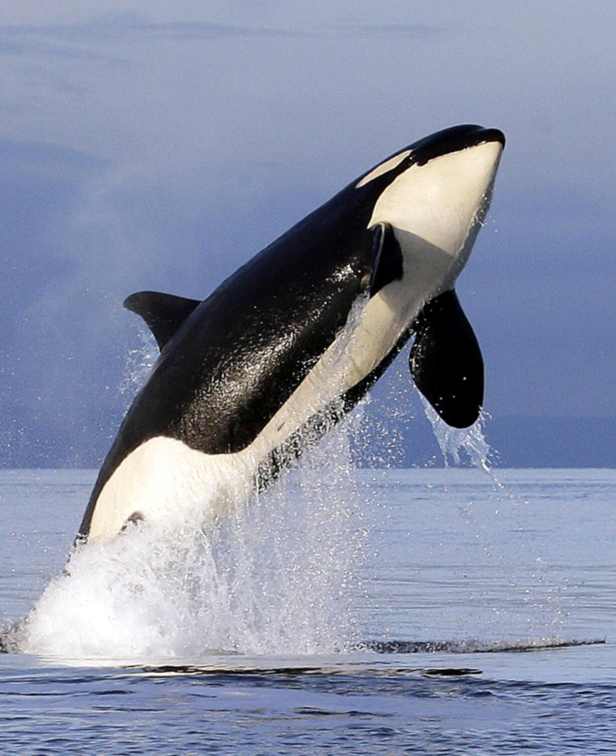 FILE - In this Jan. 18, 2014, file photo, a female orca leaps from the water while breaching in Puget Sound west of Seattle, as seen from a federal research vessel that has been tracking the whale. The federal government is considering a petition that calls for a whale protection zone on the west side of Washington&#039;s San Juan Island. Three groups have asked NOAA Fisheries to establish an area that would restrict most motorized vessels in order to protect endangered southern resident killer whales from noise and other disturbances.