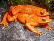 The scarlet harlequin frog was last seen in 1990.