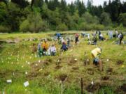 Students from the People To People student ambassador program help plant trees along the Salmon Creek Greenway for Earth Day in April 2007. Planting this year with Clark Public Utilities’ StreamTeam as part of its 18th Annual Earth Day Fest will be from 8:30 a.m. to 12:30 p.m. Saturday near Klineline Pond.