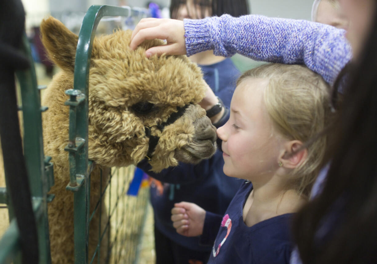 A little girl touches noses with an alpaca in a pen during Alpacapalooza Saturday at the Clark County Event Center at the Fairgrounds. The event featured hundreds of alpacas and vendors selling alpaca fleece items.