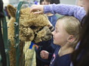 A little girl touches noses with an alpaca in a pen during Alpacapalooza Saturday at the Clark County Event Center at the Fairgrounds. The event featured hundreds of alpacas and vendors selling alpaca fleece items.