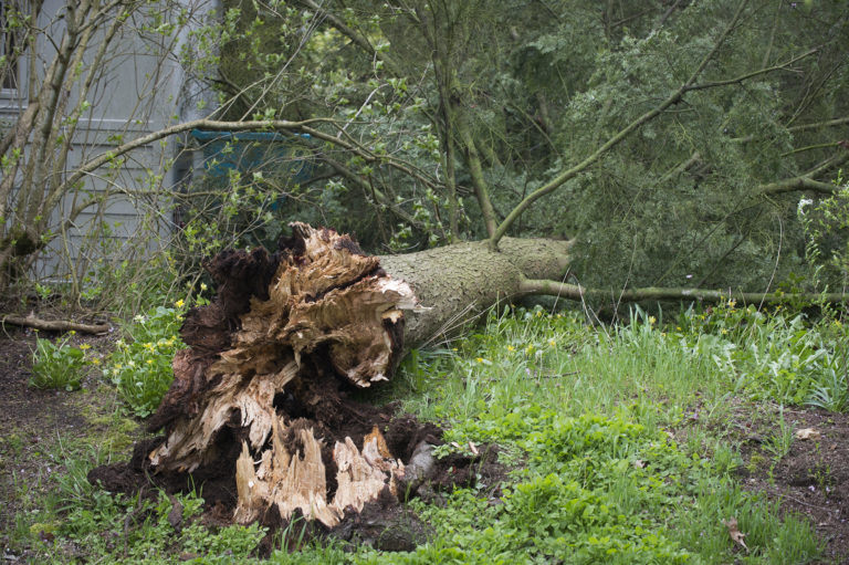 A fallen tree blocked the driveway and tore down the fence at the home of Frank Church on Southeast 105th Avenue in Vancouver Friday.