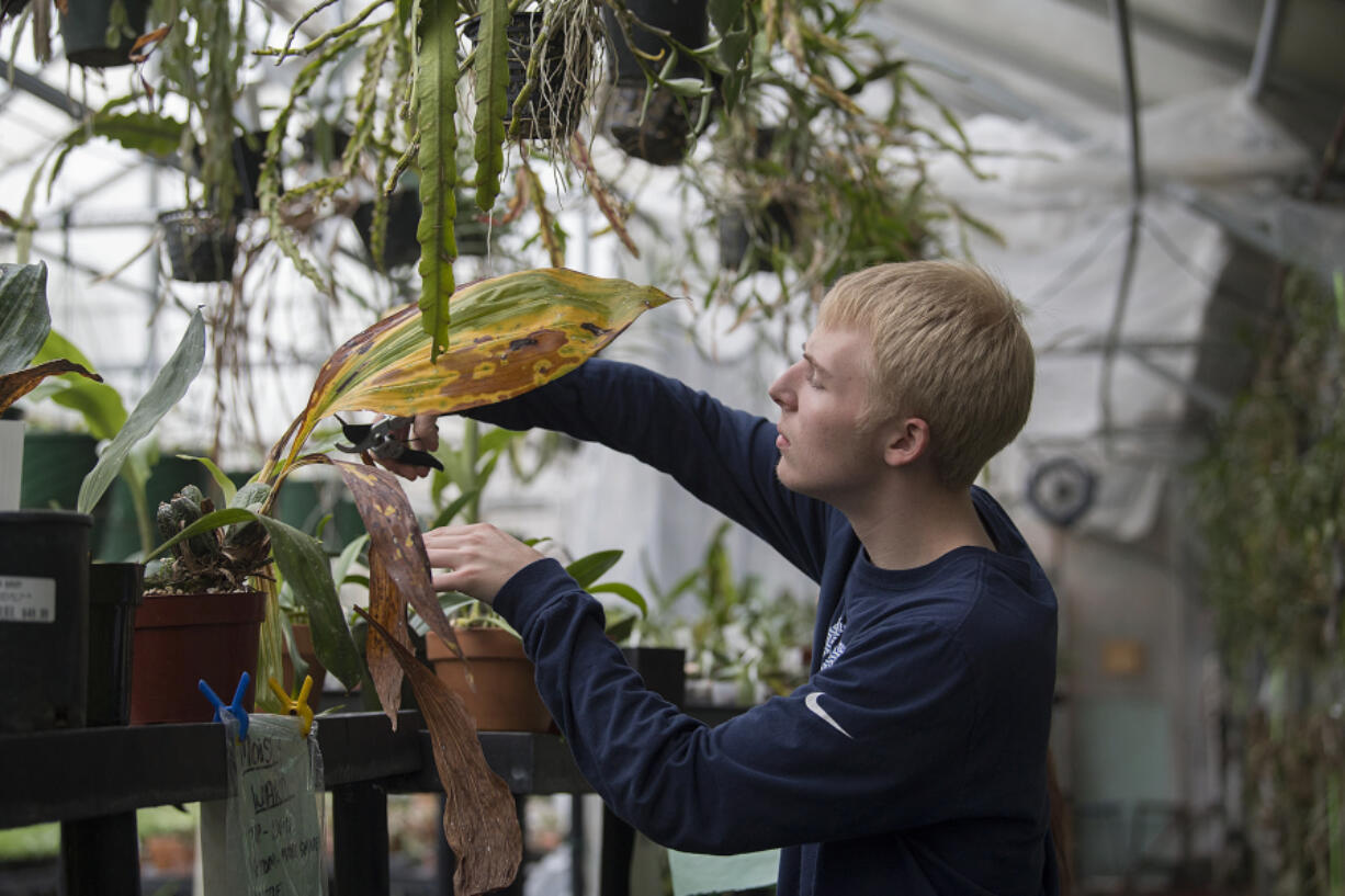 Hudson&#039;s Bay High School senior Nathaniel Steinauer, 18, joined the horticulture program after helping put together a video for the 2014-2015 Samsung Solve for Tomorrow contest when he was a sophomore. Bay&#039;s project of growing mushroom mycelia to reclaim cardboard waste made them one of five national winners and recipients of a $138,000 prize package.