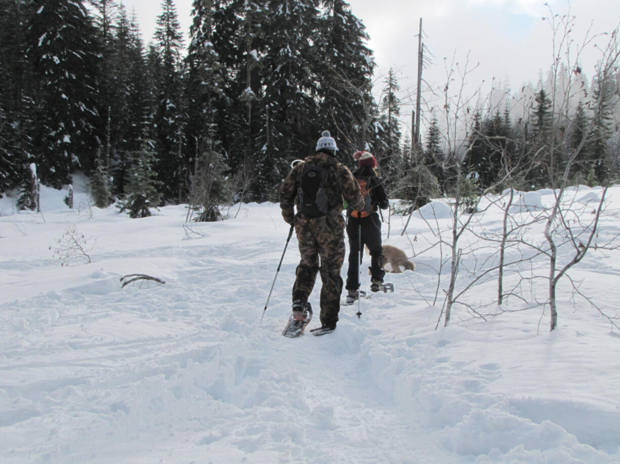 Snowpack levels are much higher than normal in Southwest Washington this winter. This photo was taken in December near June Lake on the south side of Mount St. Helens, when the snowpack near the lake measured about 77 inches deep. Today it is near 132 inches in depth.