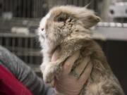 Animal care technician Megan Askey holds an adoptable rabbit at the Humane Society for Southwest Washington in Vancouver on Tuesday (Ariane Kunze/The Columbian)