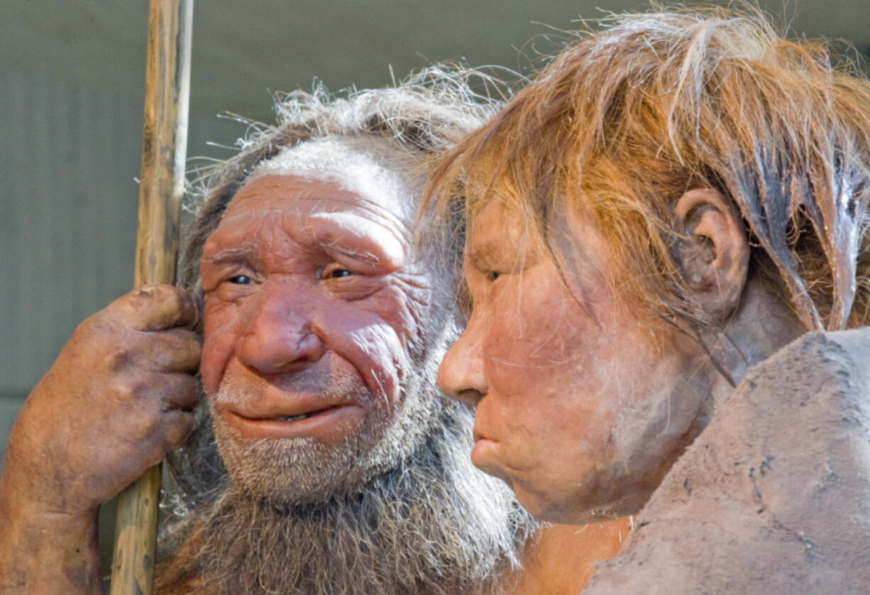 Reconstructions of a Neanderthal man called N, left, and woman called Wilma are displayed at the Neanderthal museum in Mettmann, Germany.