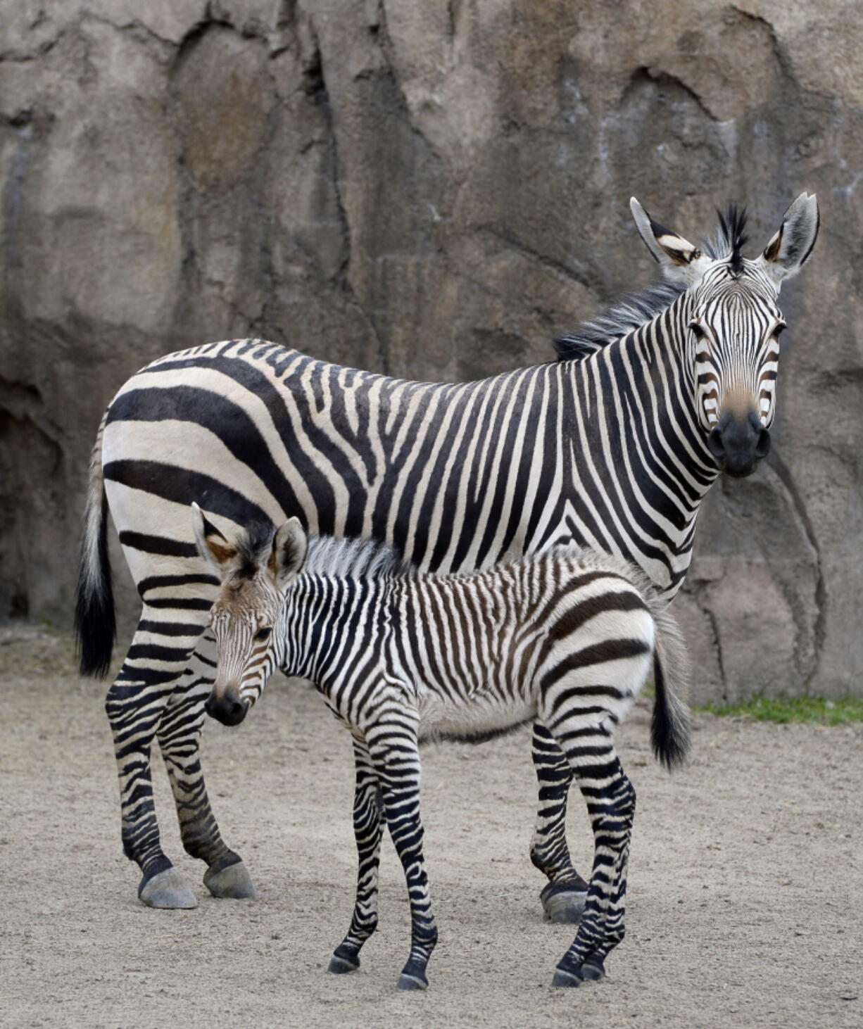 Zebra mother Zoey stands next to her foal at the Hogle Zoo April 24 in Salt Lake City. The filly was born April 11.