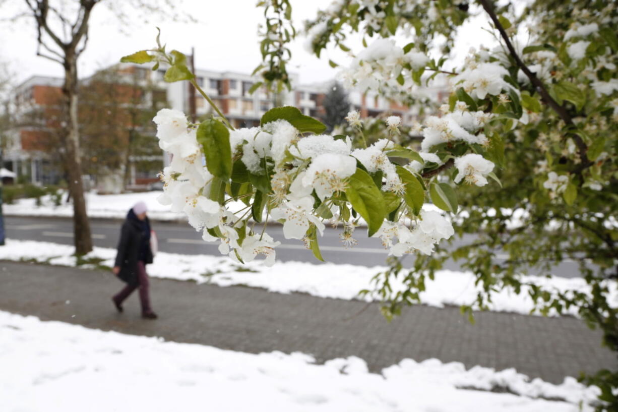 Snow hangs on blossoms Thursday in the Bosnian capital of Sarajevo. Nighttime temperatures hovered around freezing; many areas saw snowfall.