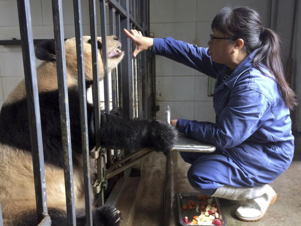 Xu Yalin, a panda keeper for 19 years, performs an exercise to check the eyesight and teeth health of a 24-year-old female giant panda named Qiao Yuan at the China Conservation and Research Center for the Giant Panda Dujiangyan Base in the southwestern province of Sichuan.