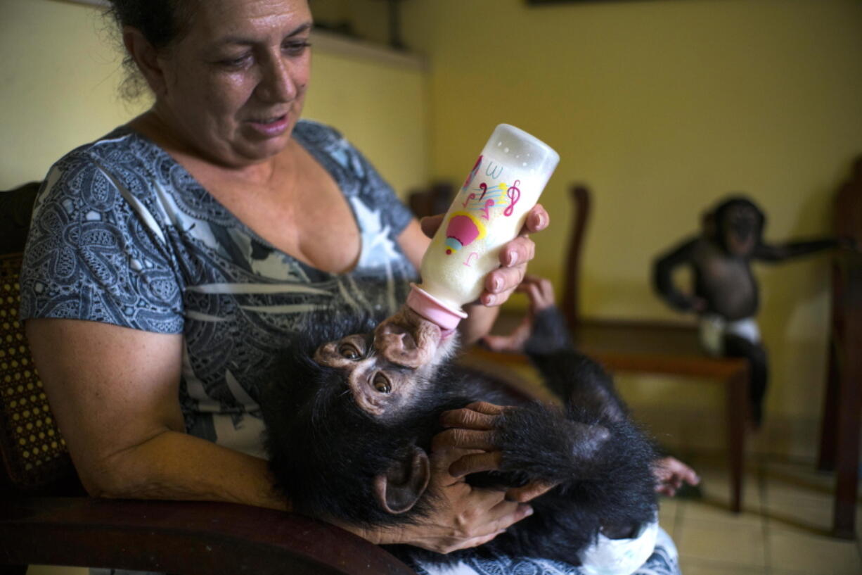 In this April 4, 2017 photo, zoologist Martha Llanes feeds Ada, a baby chimpanzee, while baby chimpanzee Anuma II, right, looks on, in Llanes&#039;s apartment in Havana, Cuba. Over the last year Ada and Aduma have broken Marta Llanes&#039; television and computer key board, chewed her telephone to pieces and ruined much of her furniture.