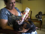 In this April 4, 2017 photo, zoologist Martha Llanes feeds Ada, a baby chimpanzee, while baby chimpanzee Anuma II, right, looks on, in Llanes&#039;s apartment in Havana, Cuba. Over the last year Ada and Aduma have broken Marta Llanes&#039; television and computer key board, chewed her telephone to pieces and ruined much of her furniture.