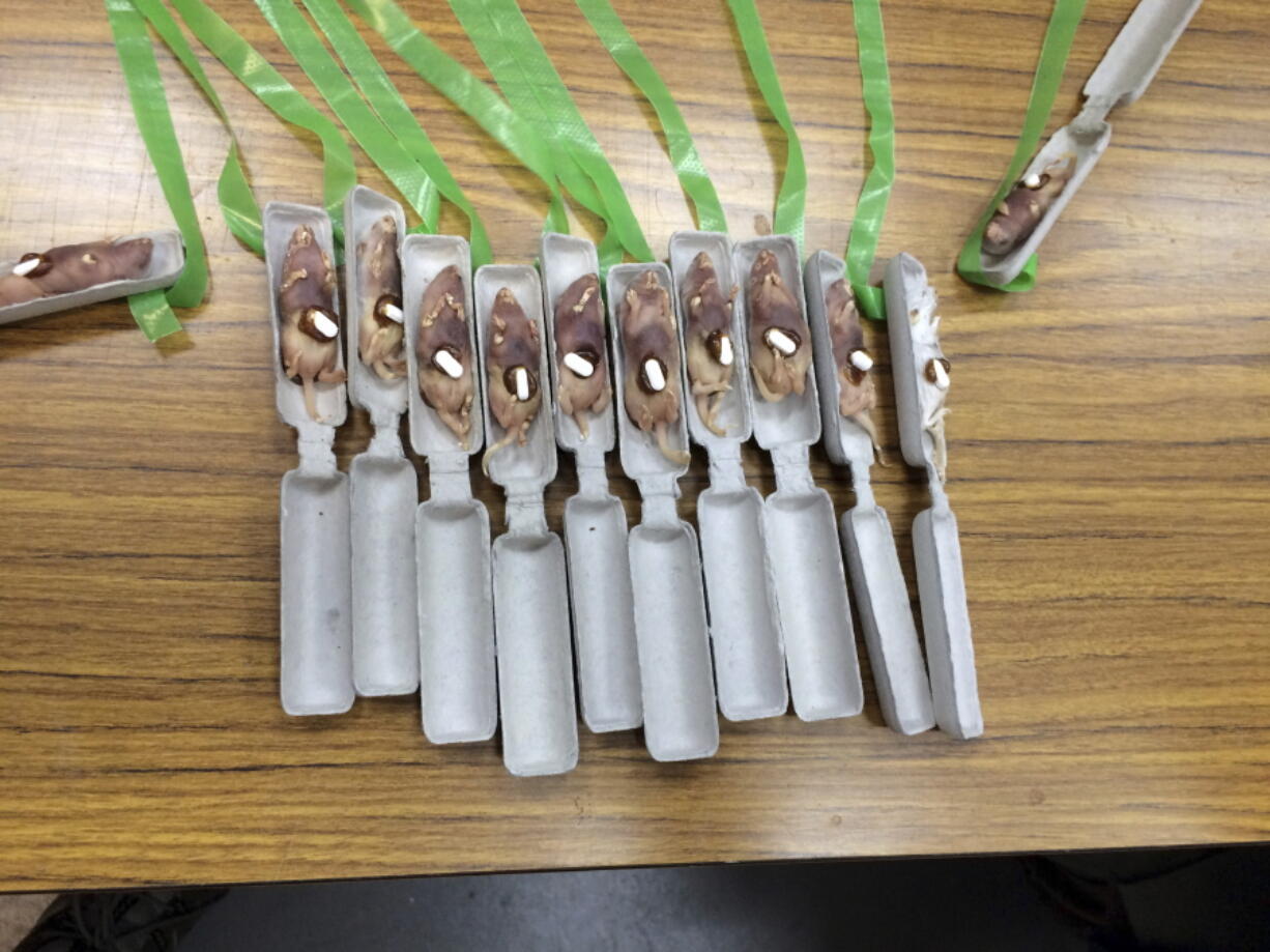 In this photo provided by the USDA/APHIS Wildlife Services, newly designed aerial bait cartridges consist of dead mice with 80-mg acetaminophen tablets and a biodegradable streamer-like cartridge. The cartridge is designed to snag on trees where invasive brown tree snakes are known to feed. New, creative but more high-tech methods may finally be turning the tide in the fight against invasive species. Non-native plants and animals cost the world hundreds of billions of dollars a year.