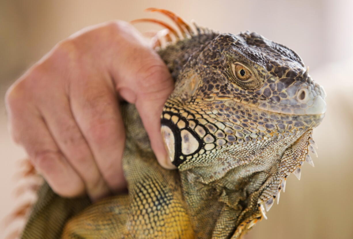 Trapper Brian Wood holds an iguana he caught behind a condominium in Sunny Isles Beach, Fla. Wood primarily hunts alligators and tans their skins for luxury leather goods, but he&#039;s received so many calls from homeowners seeking help with iguanas in the last several years that he created a pest control business called Iguana Catchers.