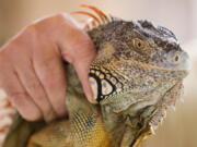 Trapper Brian Wood holds an iguana he caught behind a condominium in Sunny Isles Beach, Fla. Wood primarily hunts alligators and tans their skins for luxury leather goods, but he&#039;s received so many calls from homeowners seeking help with iguanas in the last several years that he created a pest control business called Iguana Catchers.