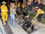 This Saturday, April 1, 2017 photo provided by Bob Markin shows Riverside Fire Department firefighters help rescue a horse from a hole in the ground in Riverside, Calif. Fire officials say the saddled horse and its rider had just left a Taco Bell near downtown Riverside on Saturday when the cover on a utility vault collapsed. Battalion Chief Jeff DeLaurie says a crane was initially requested to haul the horse from the vault but it wasn&#039;t needed. The animal managed to position itself so crews could pull it out using ropes. A veterinarian said the horse suffered minor cuts to its legs.