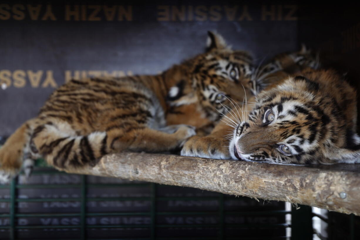 Siberian tigers destined for a zoo in war-torn Syria, and rescued by Animals Lebanon, an animal rights group, lie inside a cage, in Aley, east of Beirut, Lebanon. The tiger cubs, which were being transported from Ukraine, were trapped in an unmarked maggot-infested crate in BeirutC?Us airport for almost a week, where they could not stand or move and were forced to urinate and defecate on each other, according to Animals Lebanon.