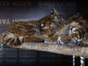 Siberian tigers destined for a zoo in war-torn Syria, and rescued by Animals Lebanon, an animal rights group, lie inside a cage, in Aley, east of Beirut, Lebanon. The tiger cubs, which were being transported from Ukraine, were trapped in an unmarked maggot-infested crate in BeirutC?Us airport for almost a week, where they could not stand or move and were forced to urinate and defecate on each other, according to Animals Lebanon.