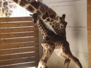 A giraffe named April stands with her new calf on Saturday. Her birth was broadcast to an online audience of more than a million viewers.