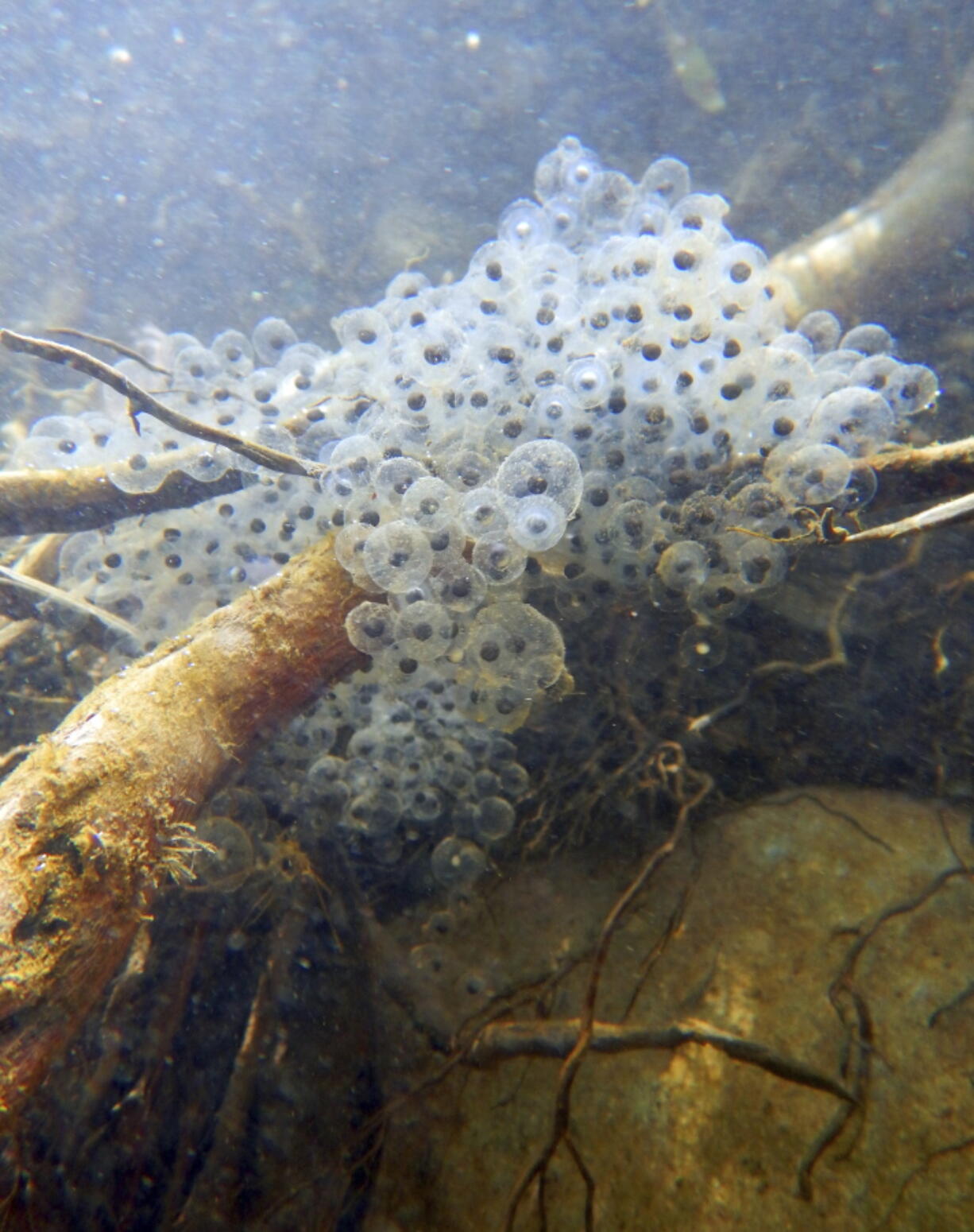 This March 17, 2017 photo provided by the National Park Service shows an egg mass from the California red-legged frog (Rana draytonii), found in a stream in the Santa Monica Mountains near Los Angeles. The discovery involving the rare frog has researchers hopping for joy. The NPS says the egg masses from the frog are evidence that the endangered species is reproducing.