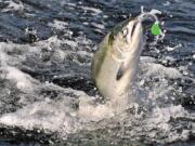 Spring chinook fishing in the mid-Columbia region will be closed beginning Saturday.