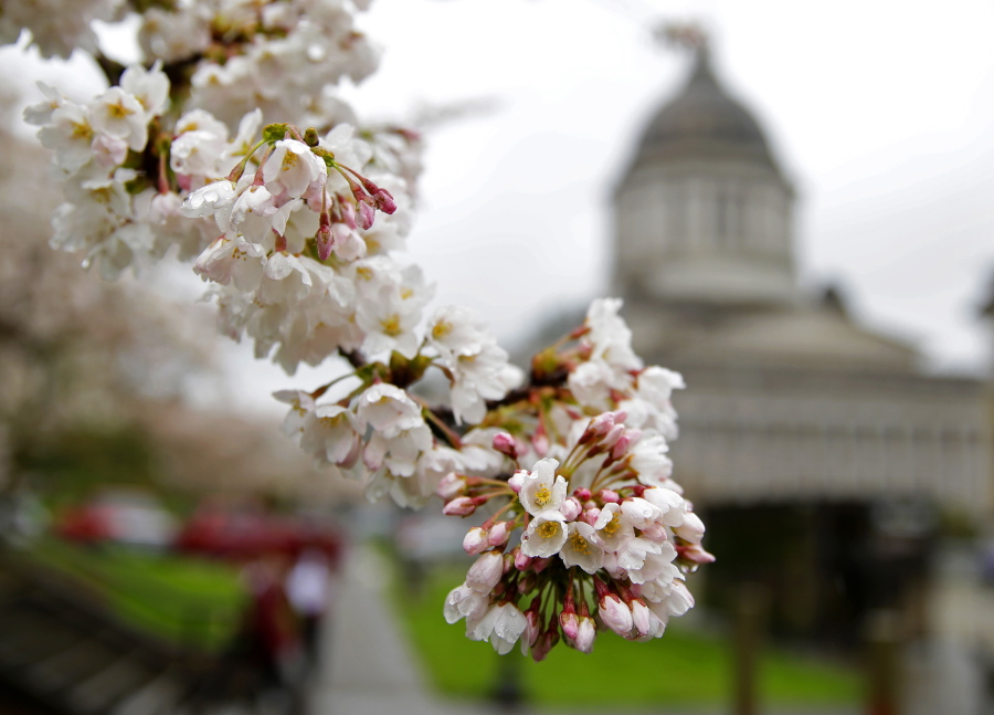 Spring blossoms on a tree stand out against the gray backdrop of the Legislative Building on March 28 at the Capitol in Olympia. (ted s.