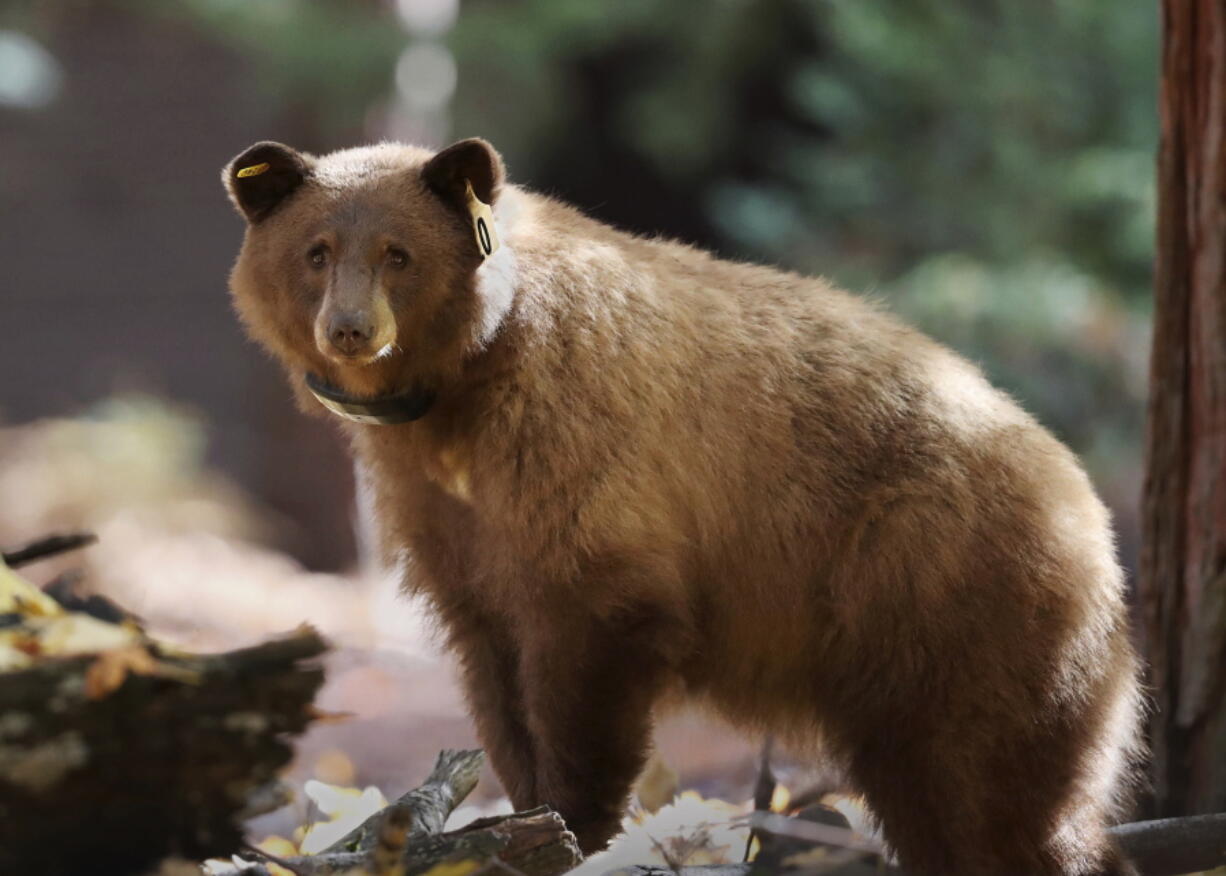 A female black bear wearing GPS collar in Yosemite National Park. Rangers on Monday unveiled a website that allows anybody around the world to track the movement of the park&#039;s iconic black bears.