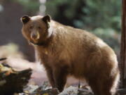 A female black bear wearing GPS collar in Yosemite National Park. Rangers on Monday unveiled a website that allows anybody around the world to track the movement of the park&#039;s iconic black bears.