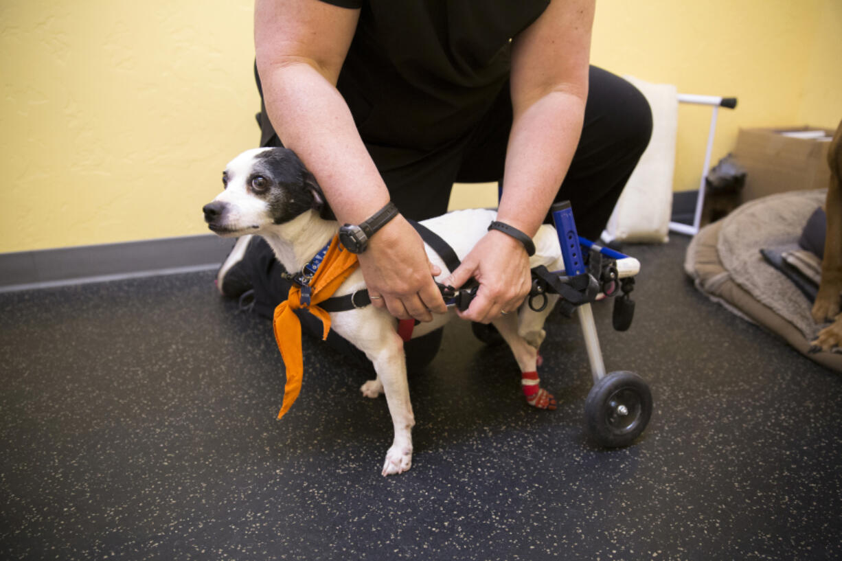 Kate Titus, the owner of A Loyal Companion in Tucson, Ariz. helps attach a mobility device to Half Moon.